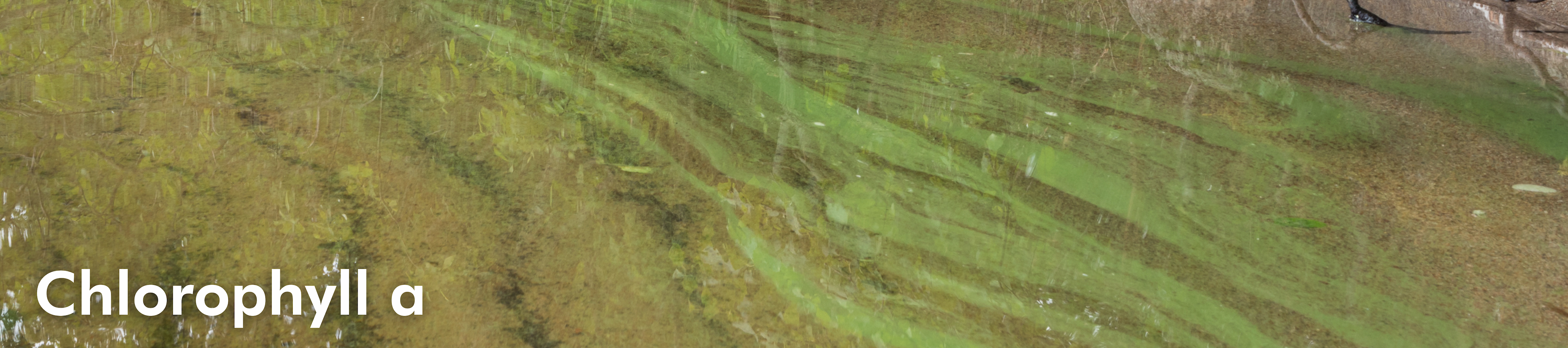 image of small algae bloom
