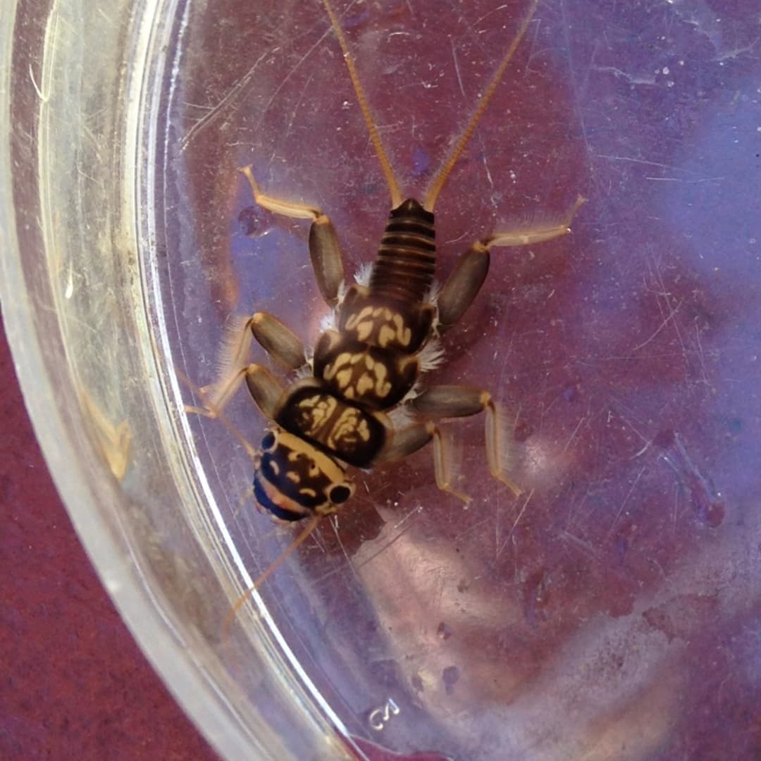 Stonefly on Cool Background